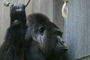 V ohio zoo, dítě spadlo do voliéry s gorilou V ohio zoo, dítě spadlo do voliéry s gorilou